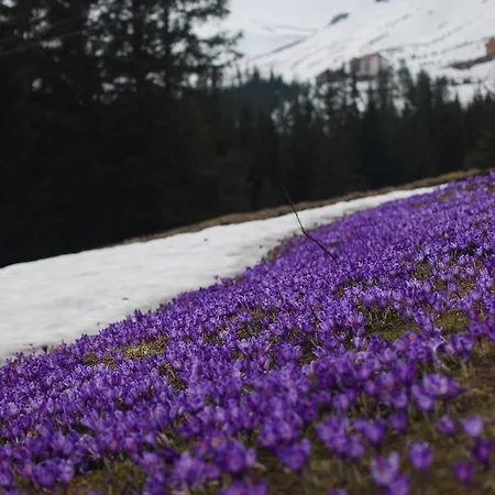 Hotel Zelena Dacha Drahobrat