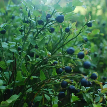 Hotel Zelena Dacha 2*