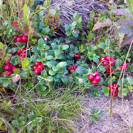 Zelena Dacha 2* Dragobrat