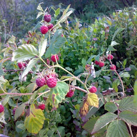 Zelena Dacha 2* Drahobrat