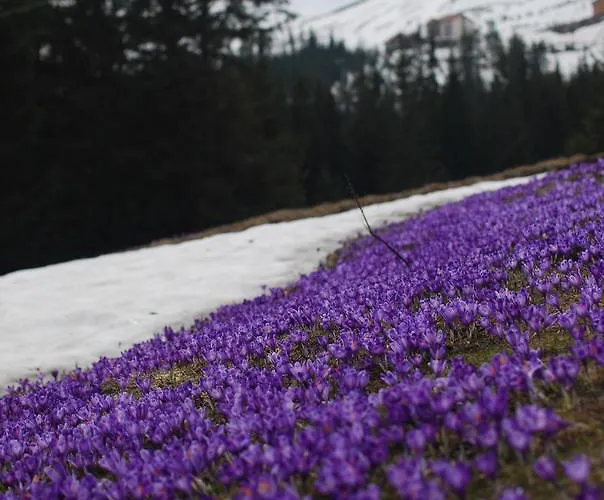 Otel Zelena Dacha Drahobrat