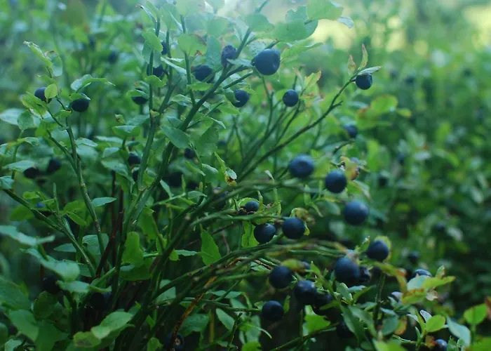 Otel Zelena Dacha 2*