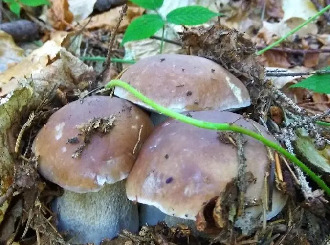 Zelena Dacha Drahobrat