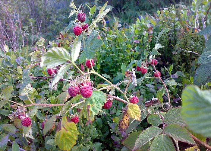 Zelena Dacha 2* Drahobrat