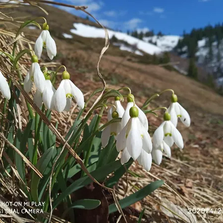 Zelena Dacha Hotel 2*