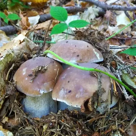 Zelena Dacha Dragobrat